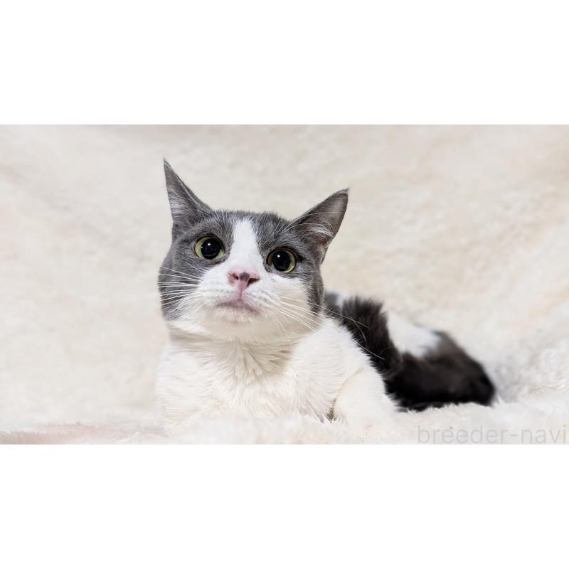 販売中の宮城県のラパーマ-124552の8枚目