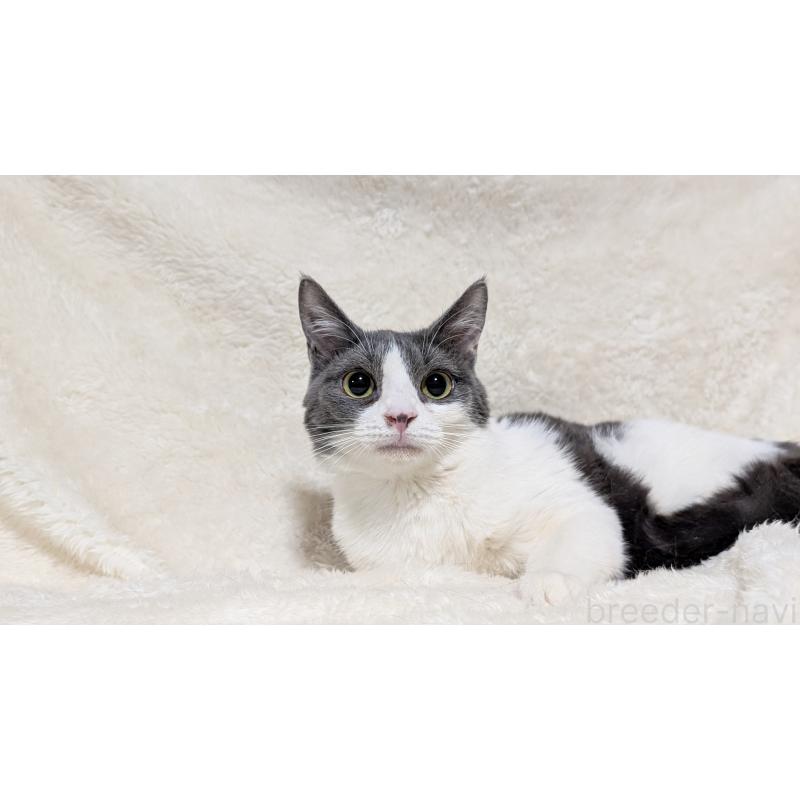 販売中の宮城県のラパーマ-124552の7枚目