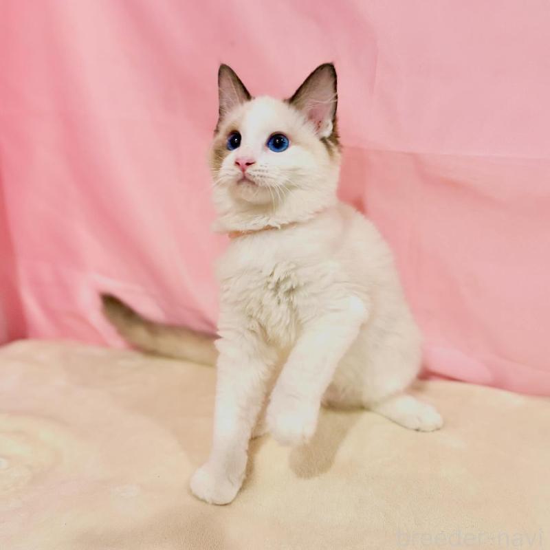 販売中の東京都のラグドール-137103の8枚目