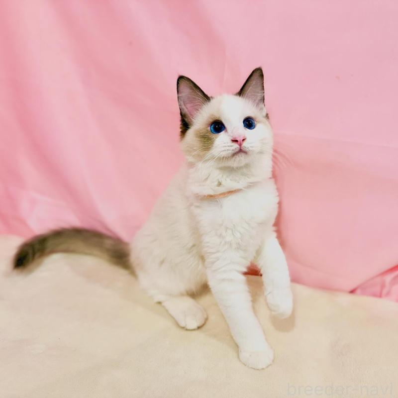 販売中の東京都のラグドール-137103の7枚目