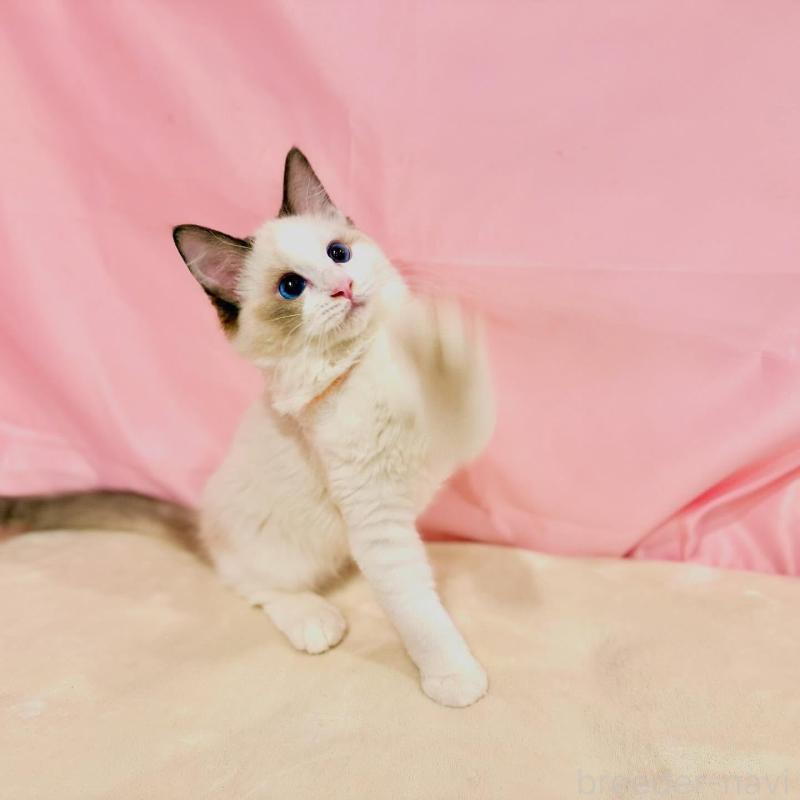 販売中の東京都のラグドール-137103の6枚目