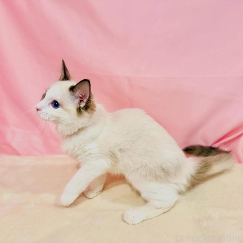 販売中の東京都のラグドール-137103の4枚目