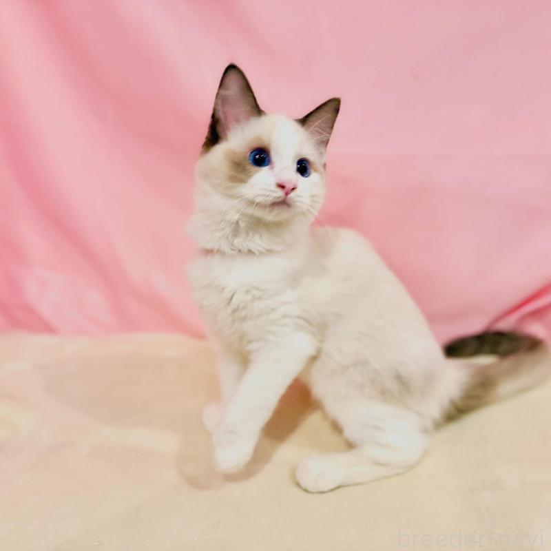 販売中の東京都のラグドール-137103の3枚目