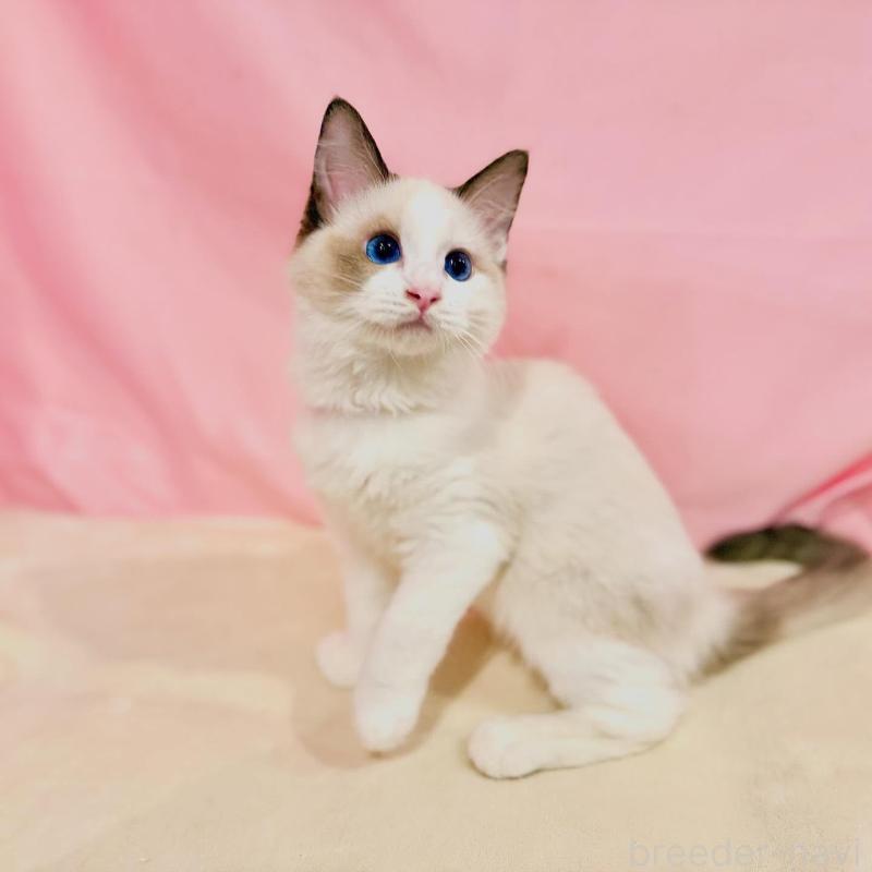 販売中の東京都のラグドール-137103の2枚目