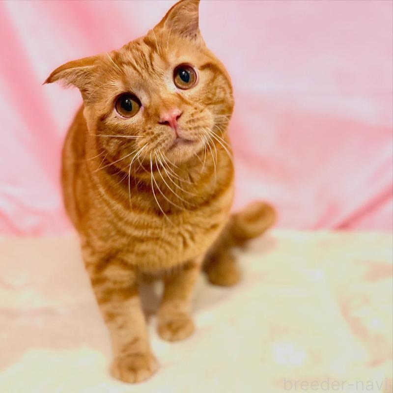 販売中の東京都のスコティッシュフォールド(折れ耳)-137104の8枚目