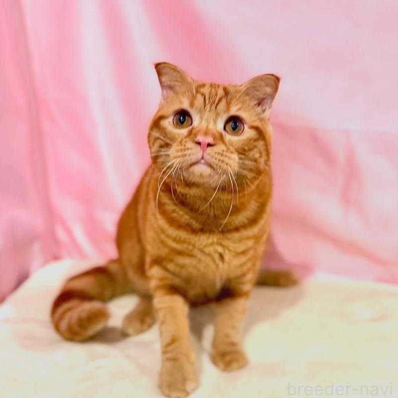 販売中の東京都のスコティッシュフォールド(折れ耳)-137104の6枚目