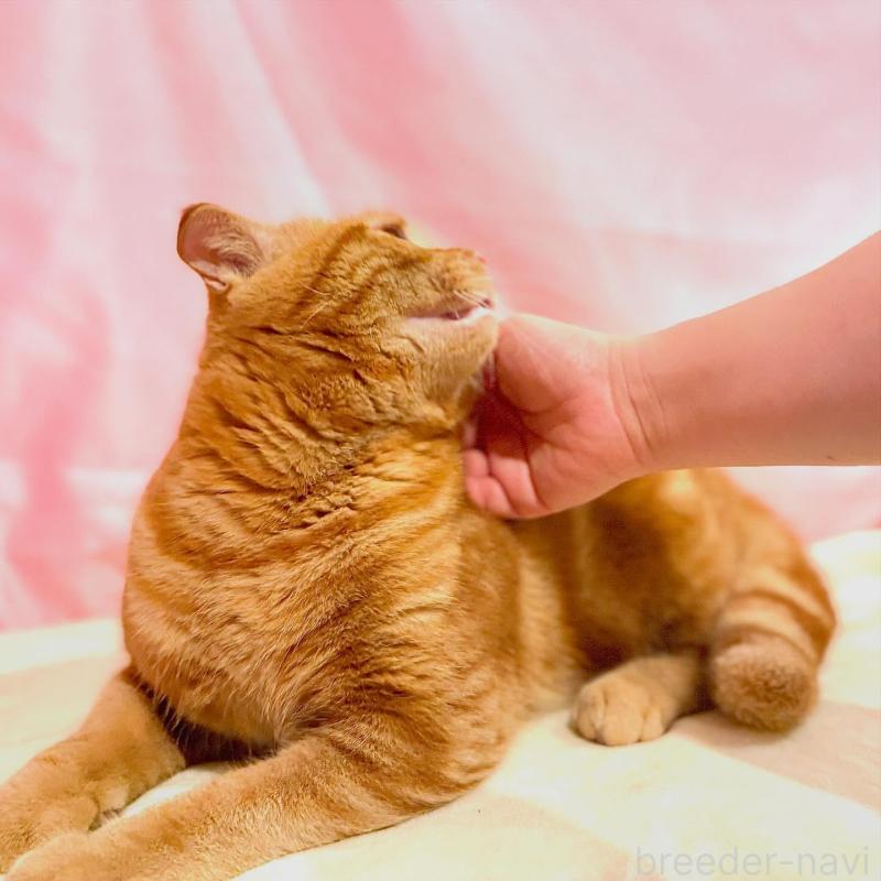 販売中の東京都のスコティッシュフォールド(折れ耳)-137104の5枚目