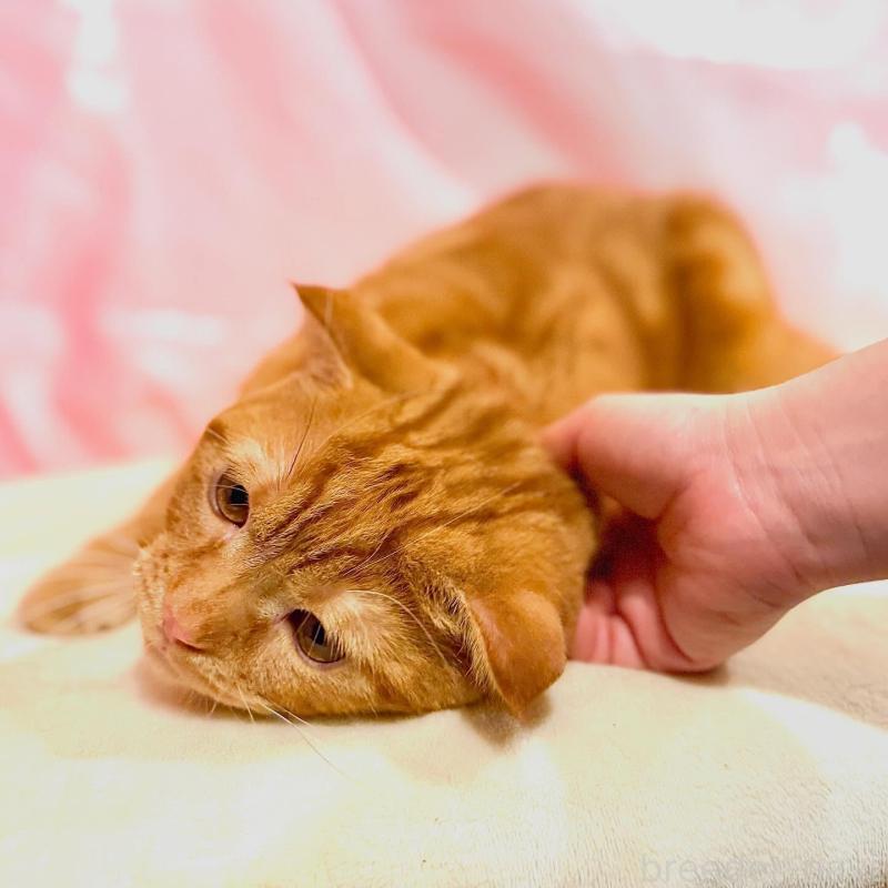 販売中の東京都のスコティッシュフォールド(折れ耳)-137104の4枚目