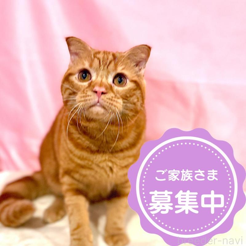 販売中の東京都のスコティッシュフォールド(折れ耳)-137104の1枚目