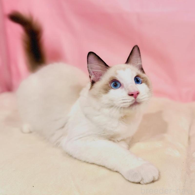 販売中の東京都のラグドール-137105の8枚目