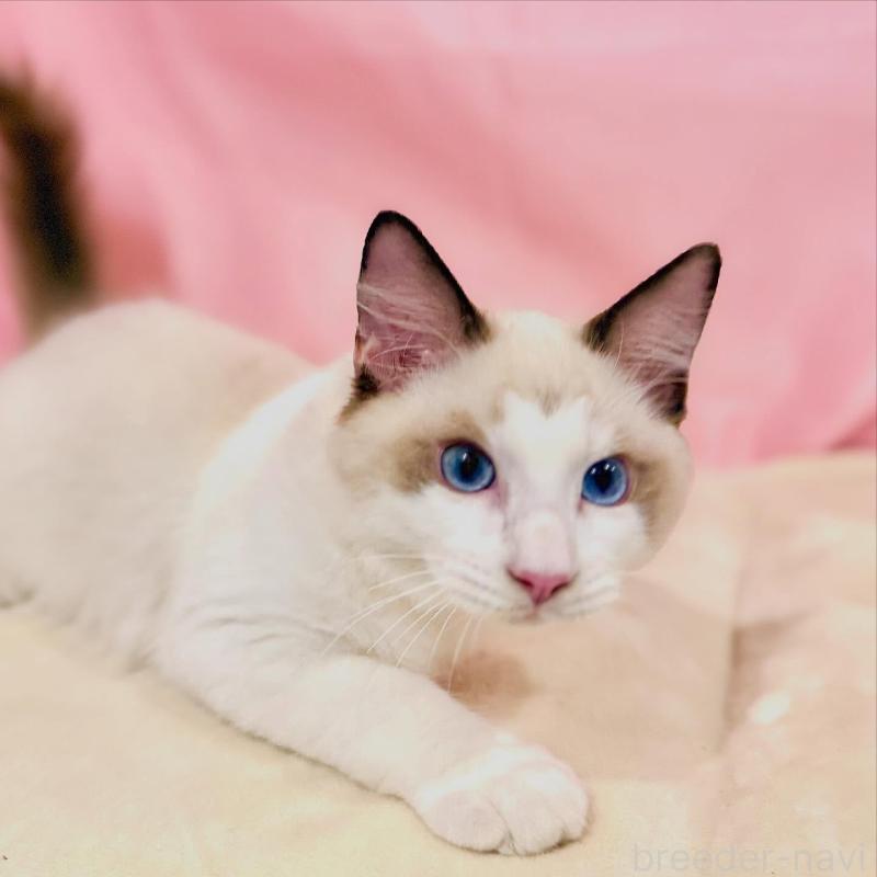 販売中の東京都のラグドール-137105の6枚目