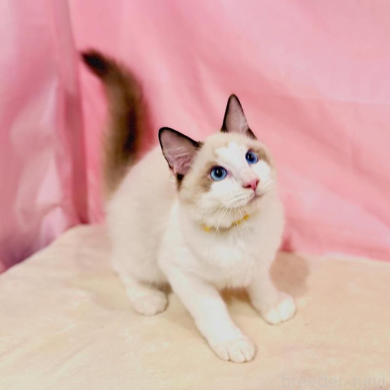 販売中の東京都のラグドール-137105の4枚目