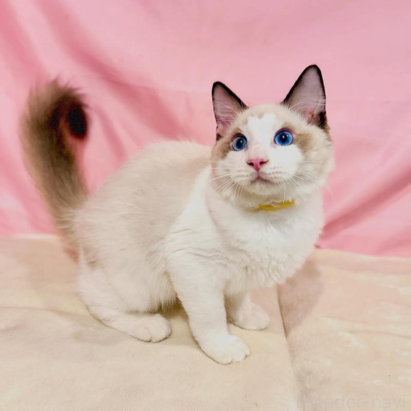 販売中の東京都のラグドール-137105の5枚目