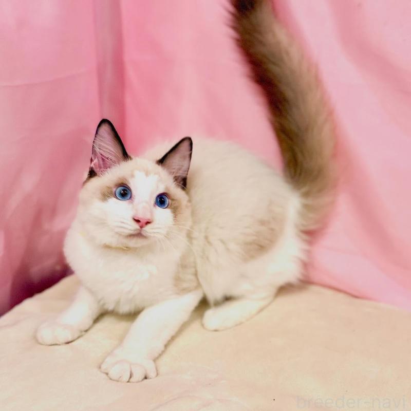 販売中の東京都のラグドール-137105の3枚目