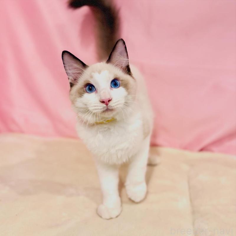 販売中の東京都のラグドール-137105の2枚目