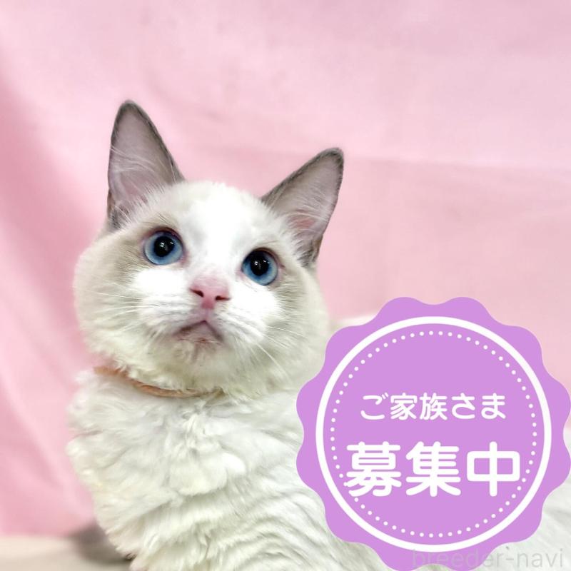 販売中の東京都のラグドール-137106の1枚目