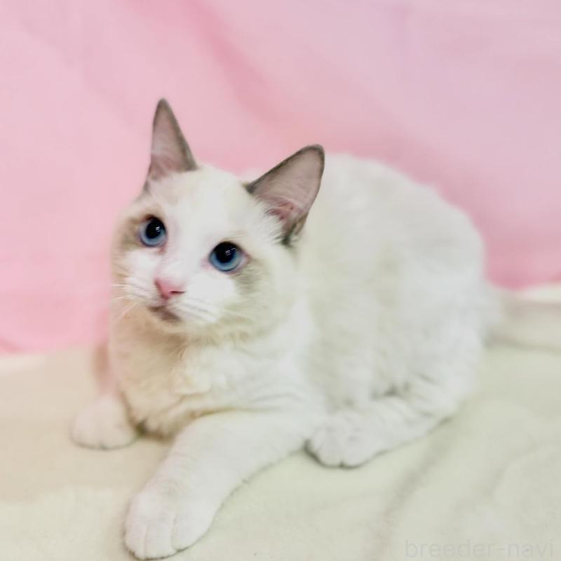 販売中の東京都のラグドール-137106の7枚目