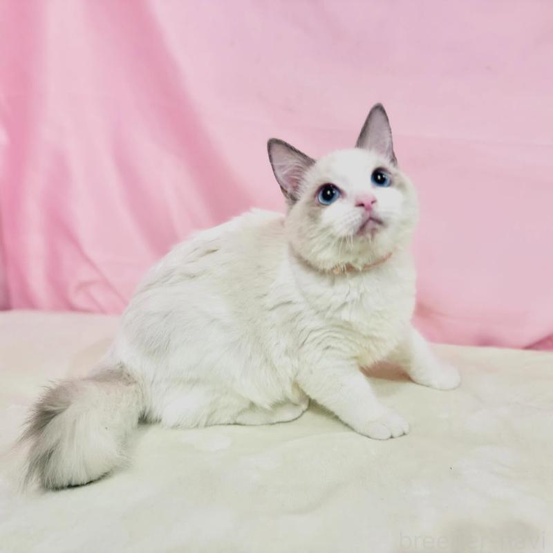 販売中の東京都のラグドール-137106の6枚目