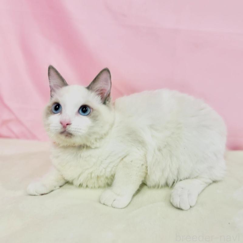 販売中の東京都のラグドール-137106の5枚目