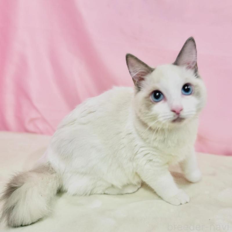 販売中の東京都のラグドール-137106の4枚目