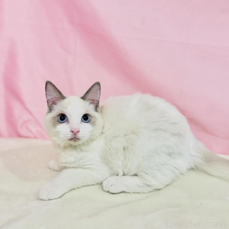 販売中の東京都のラグドール-137106の2枚目