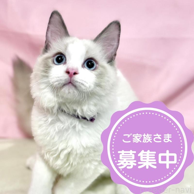 販売中の東京都のラグドール-137107の1枚目