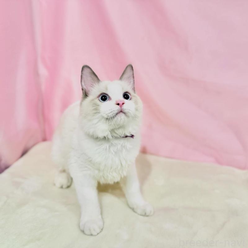 販売中の東京都のラグドール-137107の9枚目