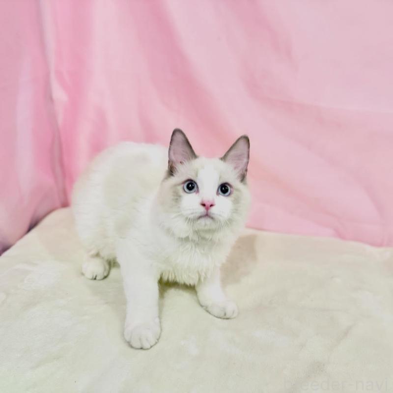 販売中の東京都のラグドール-137107の8枚目