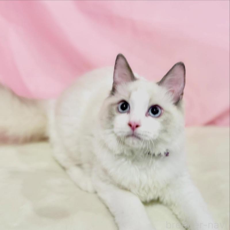 販売中の東京都のラグドール-137107の7枚目