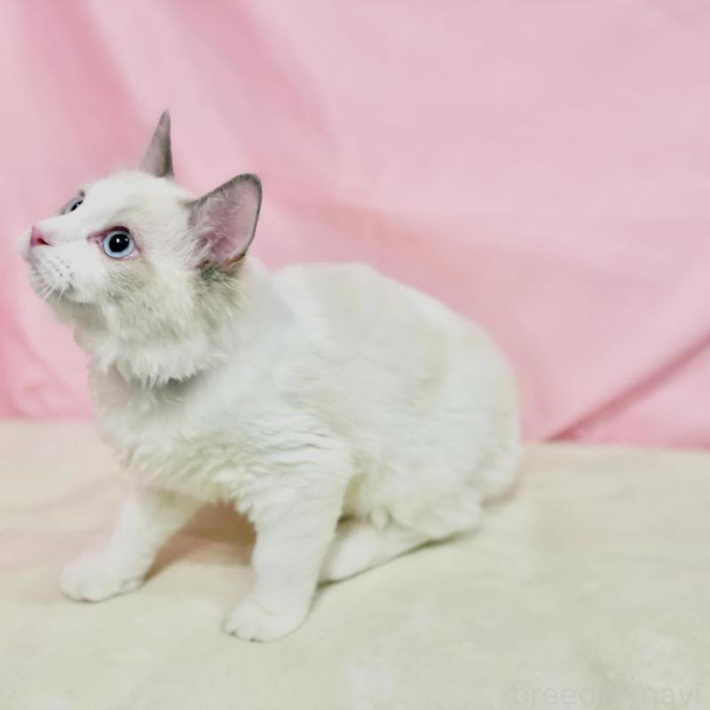 販売中の東京都のラグドール-137107の6枚目