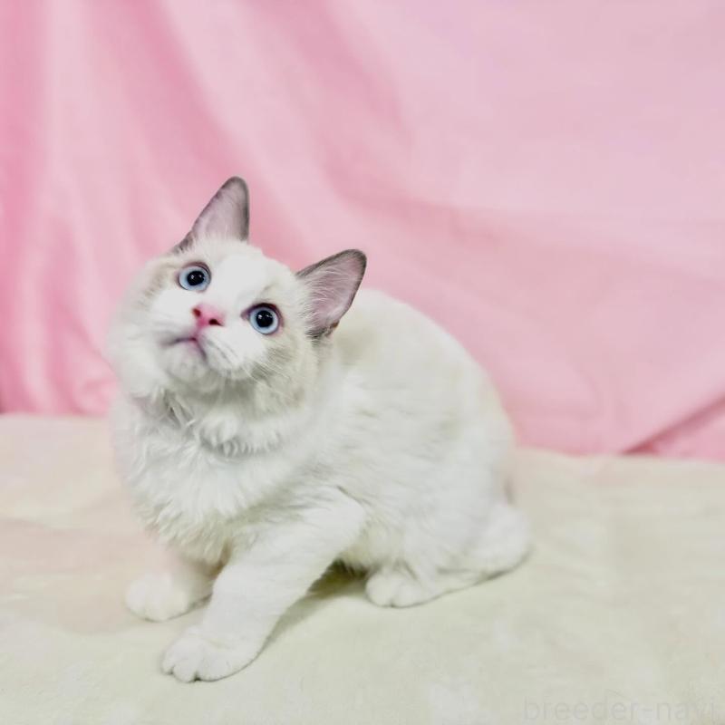 販売中の東京都のラグドール-137107の5枚目