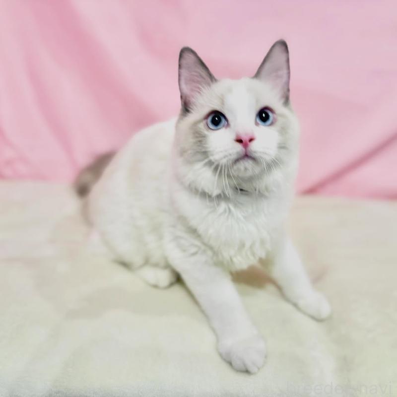 販売中の東京都のラグドール-137107の4枚目