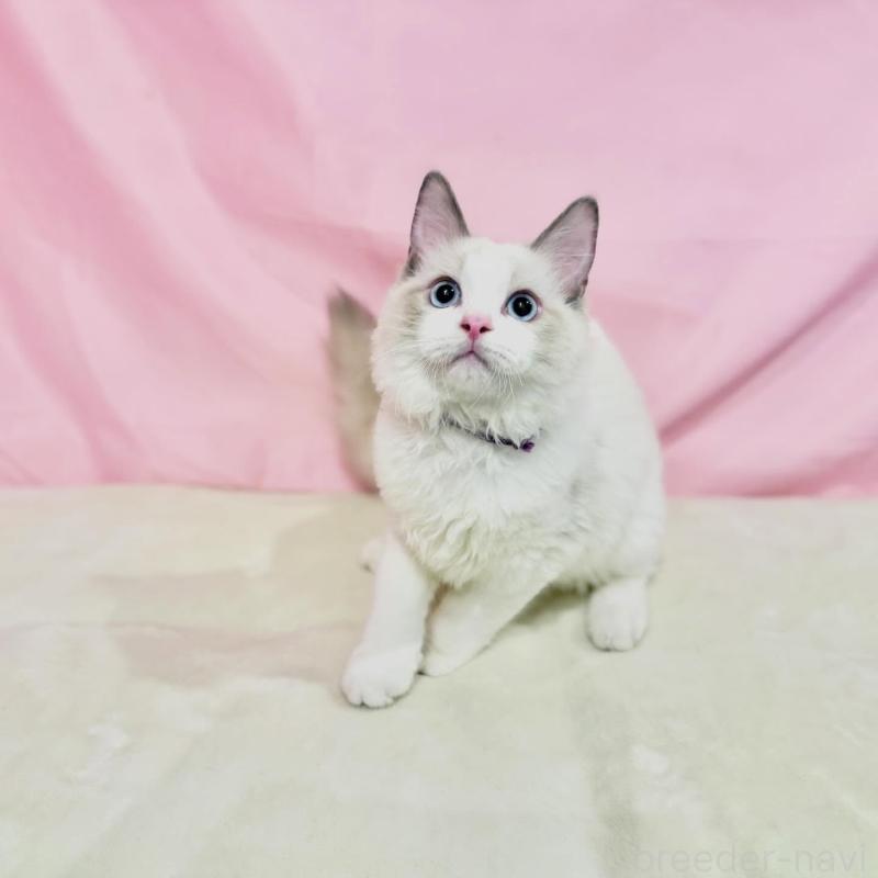 販売中の東京都のラグドール-137107の3枚目