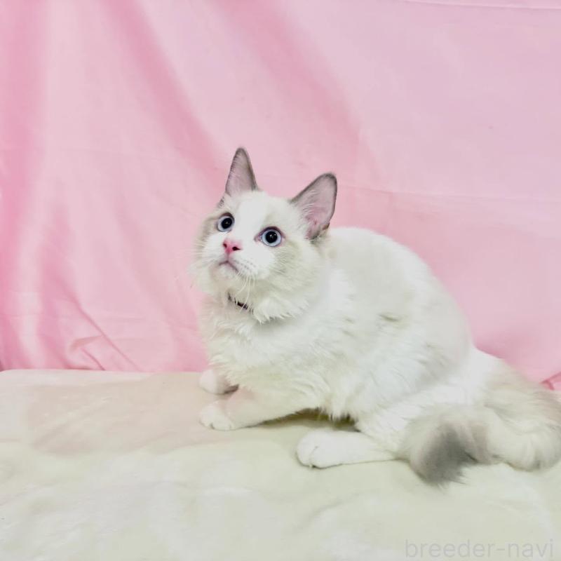 販売中の東京都のラグドール-137107の2枚目