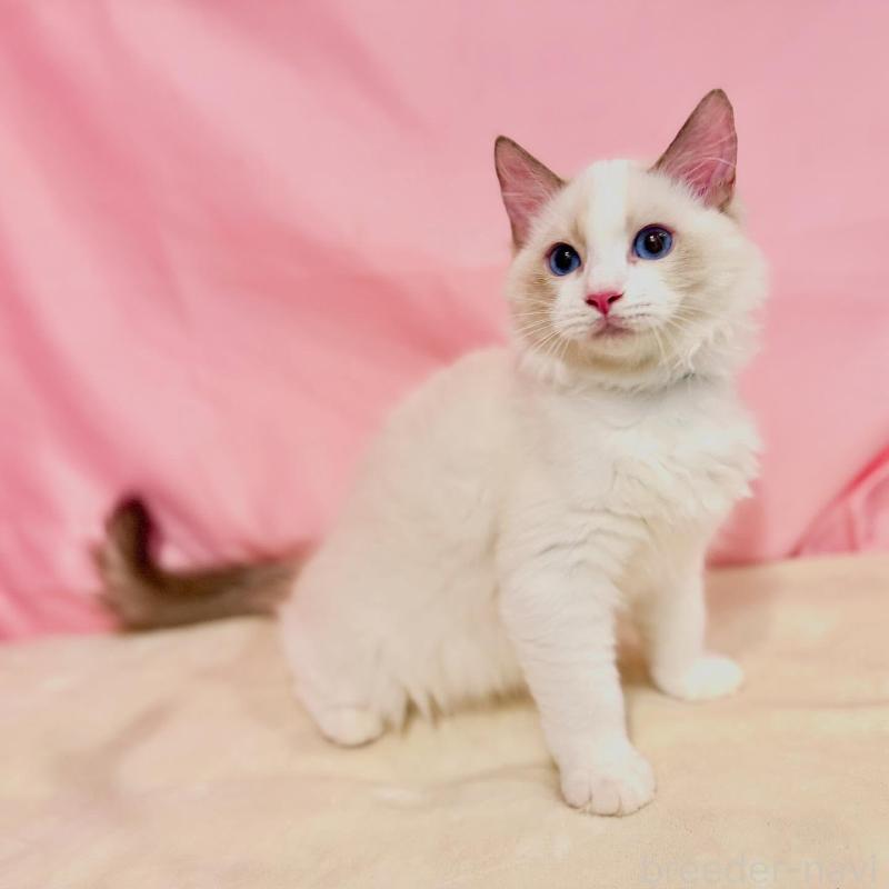 販売中の東京都のラグドール-137108の9枚目