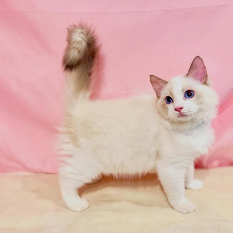 販売中の東京都のラグドール-137108の8枚目