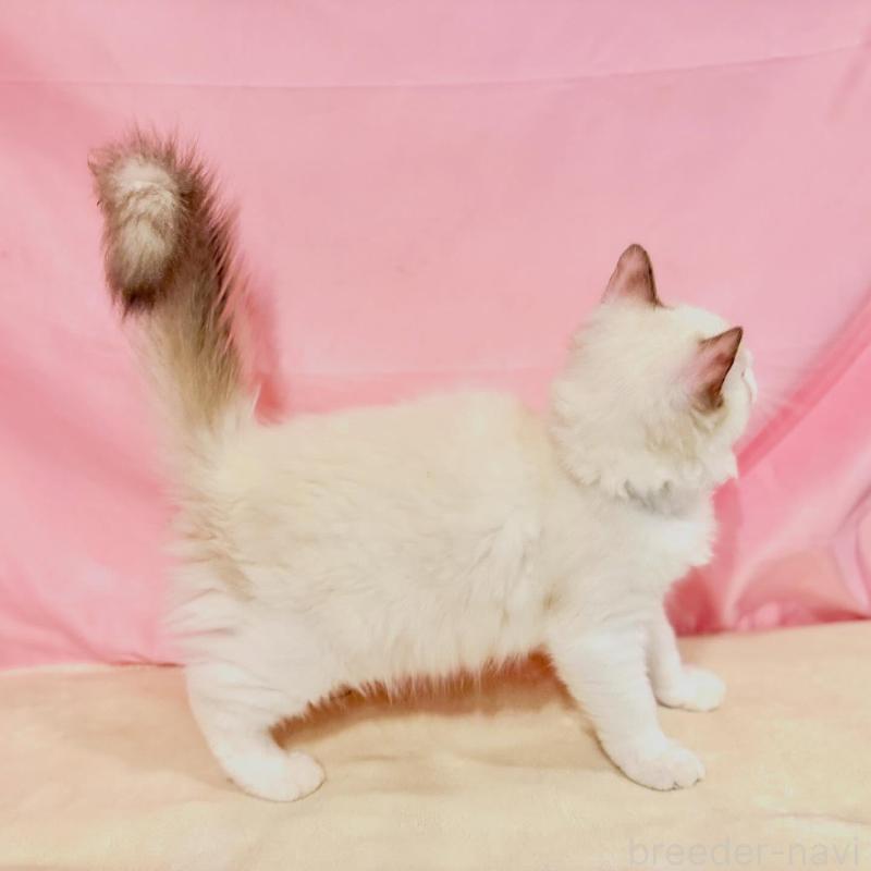 販売中の東京都のラグドール-137108の6枚目