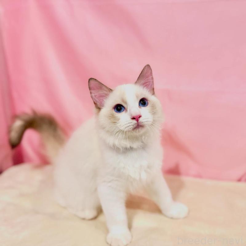 販売中の東京都のラグドール-137108の5枚目