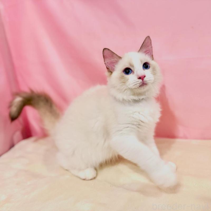 販売中の東京都のラグドール-137108の4枚目