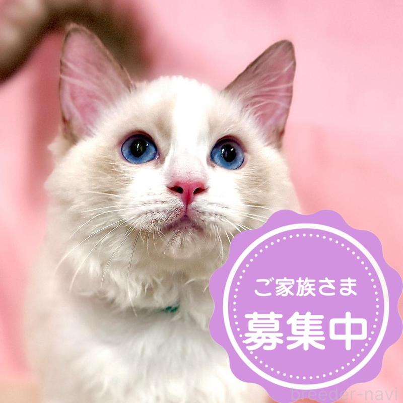 販売中の東京都のラグドール-137108の1枚目