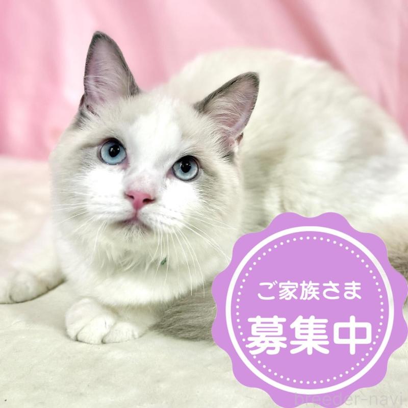 販売中の東京都のラグドール-137110の1枚目