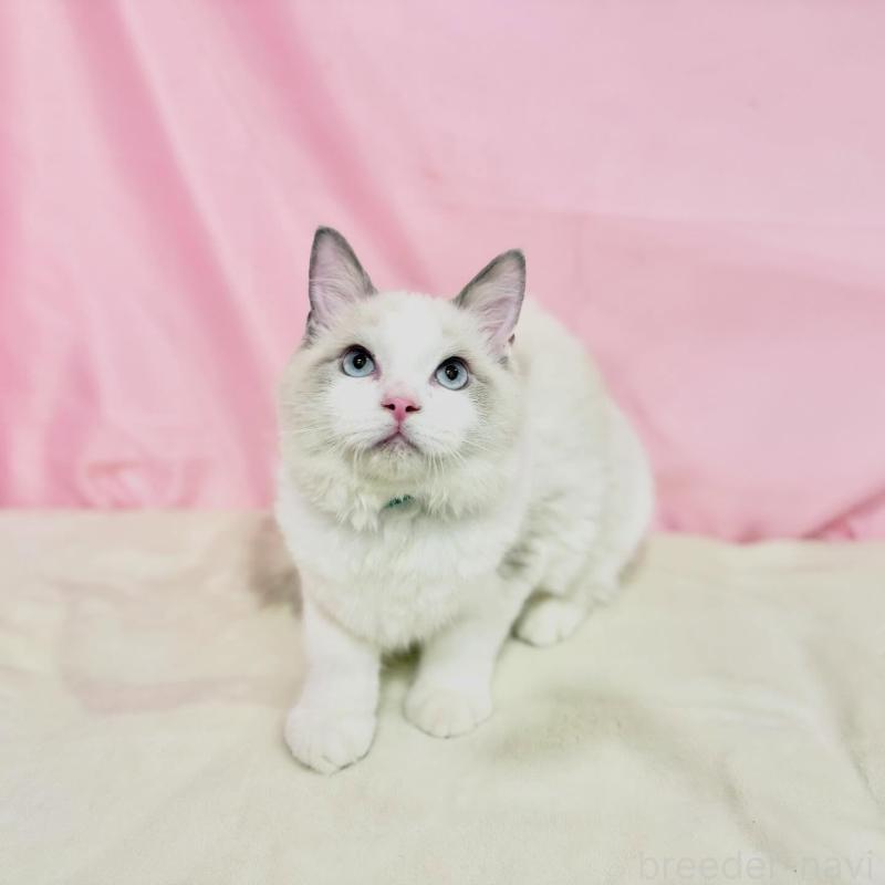 販売中の東京都のラグドール-137110の9枚目