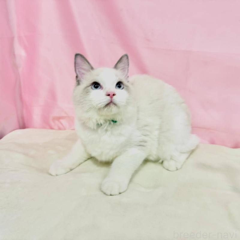 販売中の東京都のラグドール-137110の8枚目