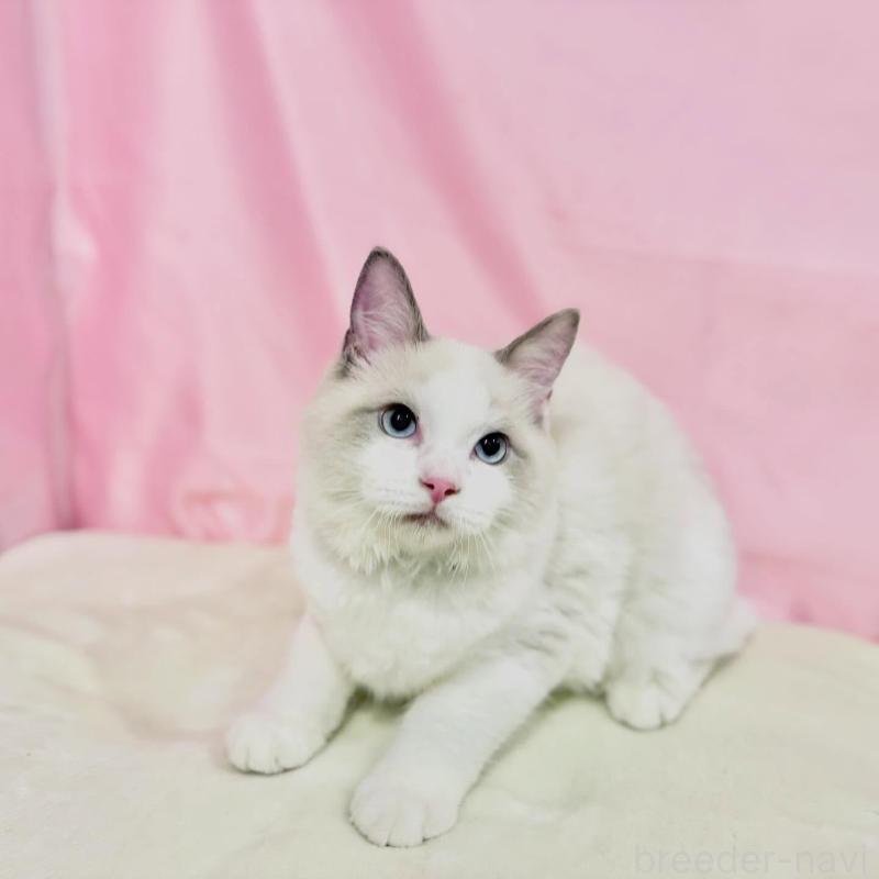 販売中の東京都のラグドール-137110の7枚目