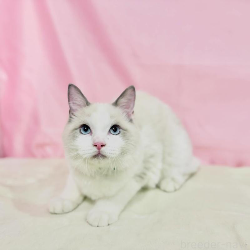 販売中の東京都のラグドール-137110の6枚目