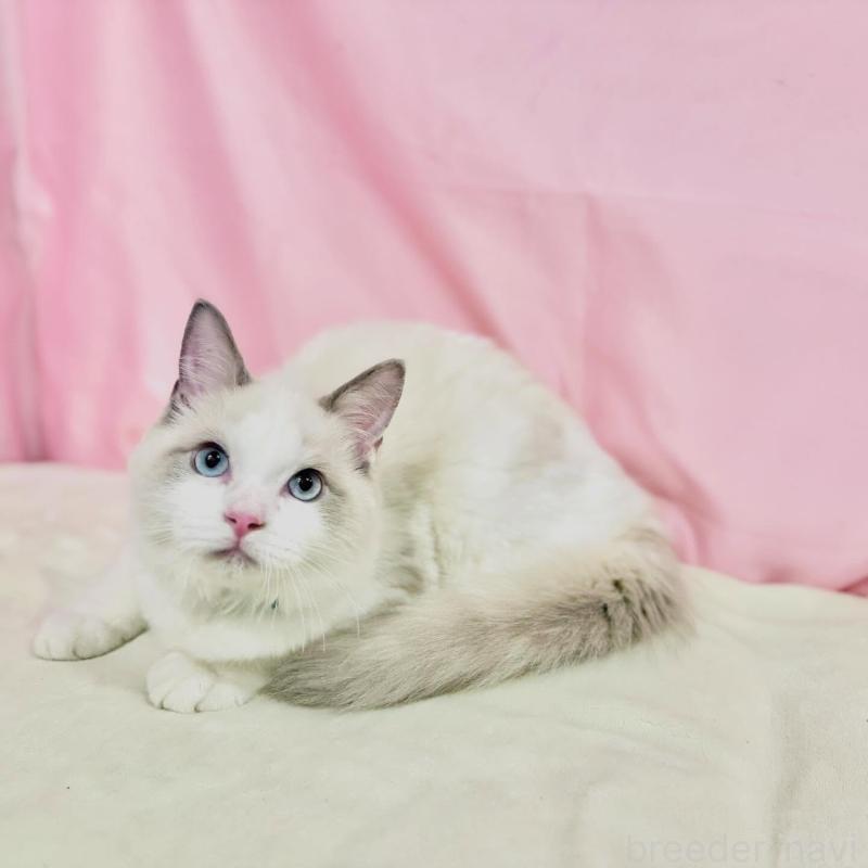 販売中の東京都のラグドール-137110の5枚目