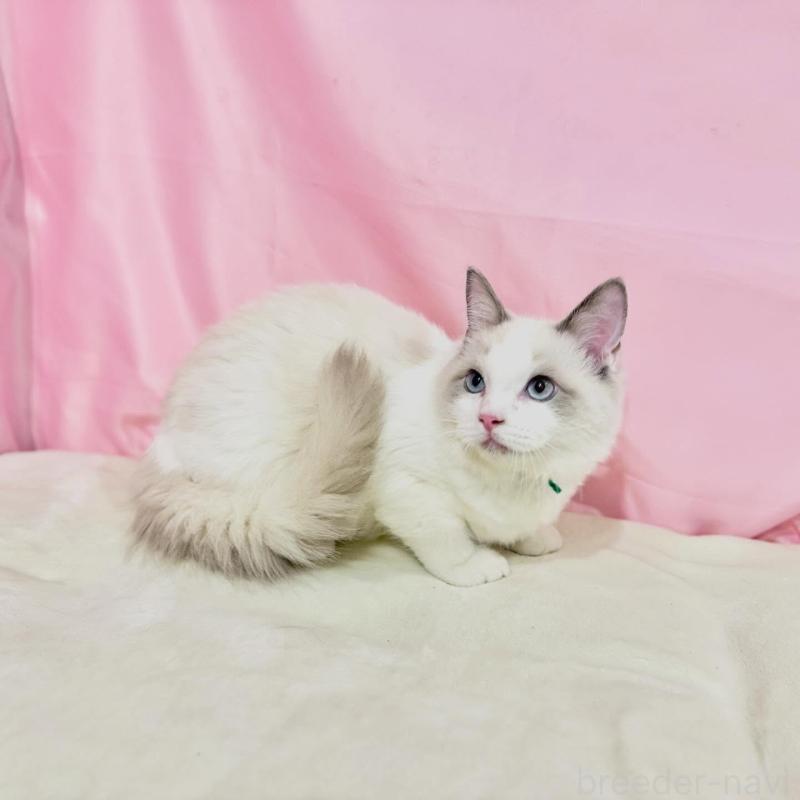 販売中の東京都のラグドール-137110の4枚目