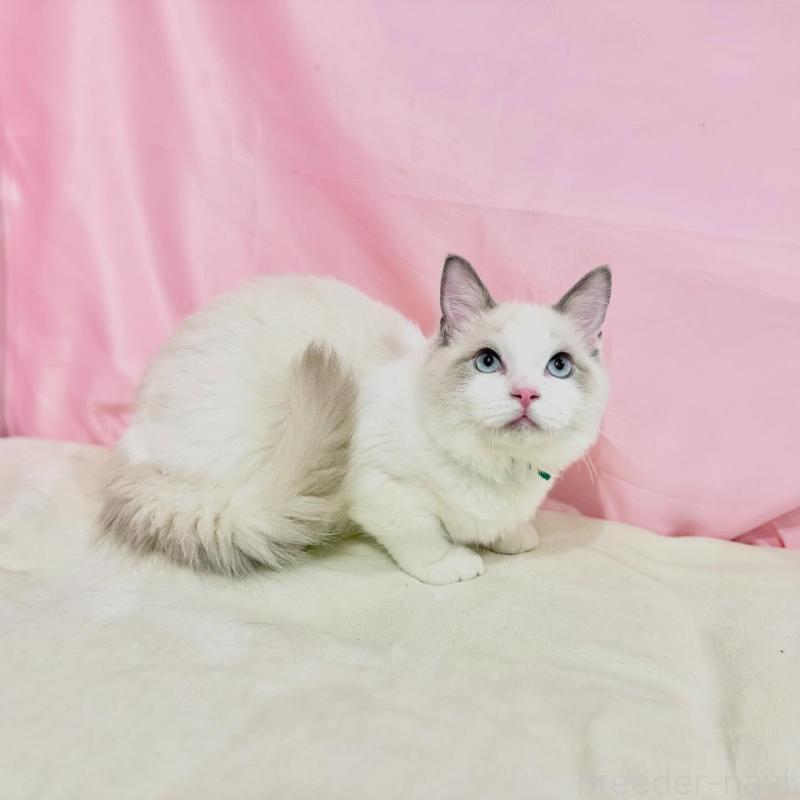 販売中の東京都のラグドール-137110の3枚目