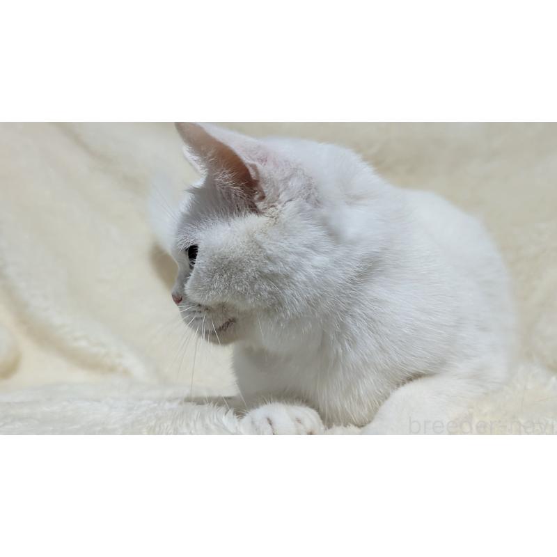 販売中の宮城県のスコティッシュフォールド-106257の8枚目