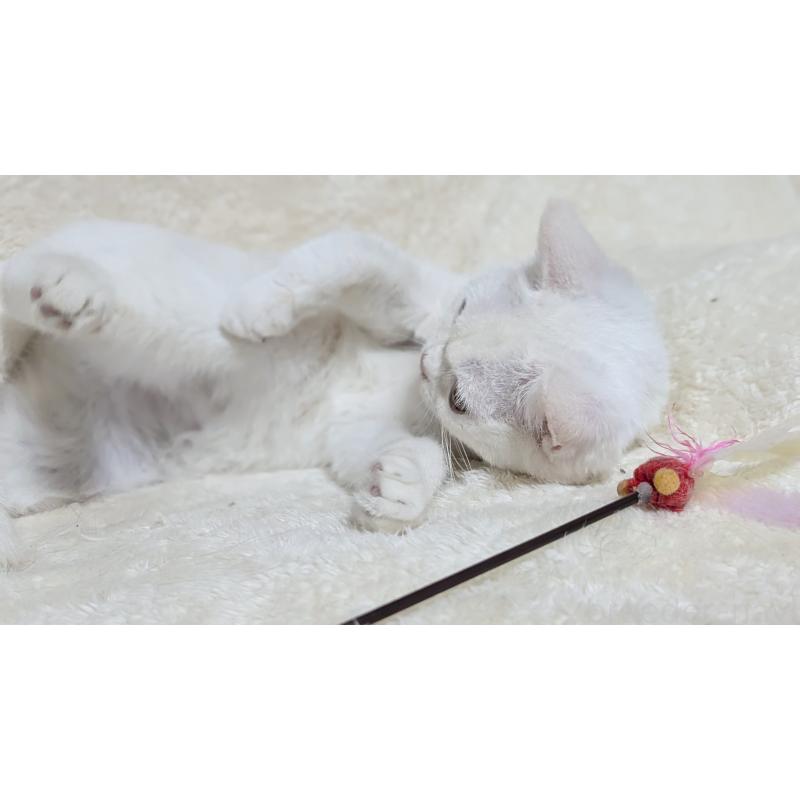 販売中の宮城県のスコティッシュフォールド-106257の7枚目